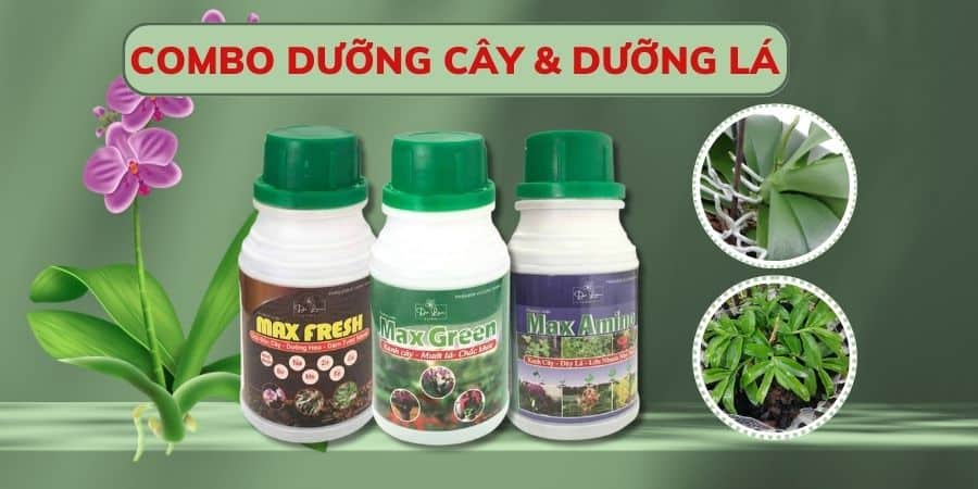 Combo dưỡng cây khỏe giúp lá xanh mượt