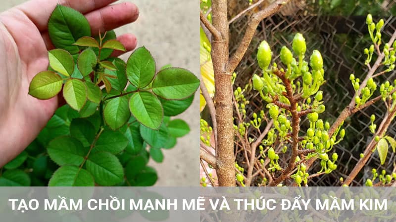 NPK-17-17-17-chuyên-bón-cho-mai-và-hoa-kiểng