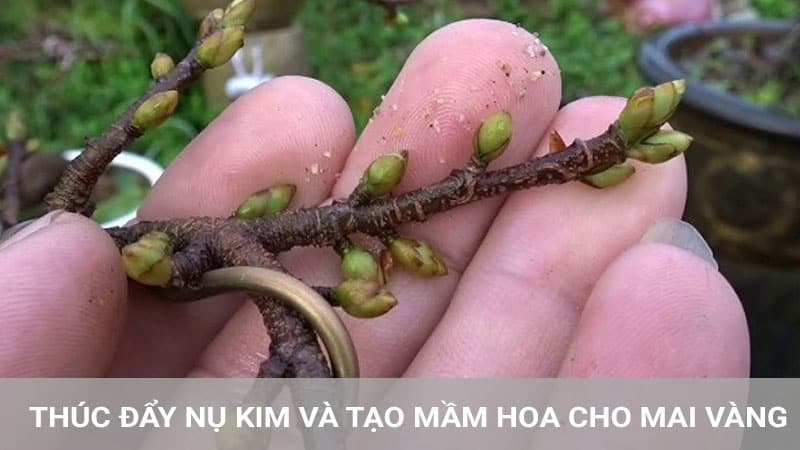 Thúc đấy nụ kim, huy động mầm hoa chuẩn bị ra hoa