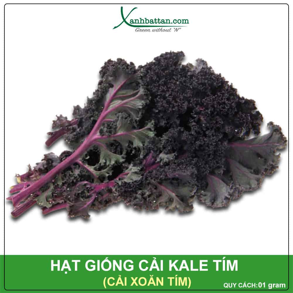 Hạt giống cải kale tím (cải xoăn tím)