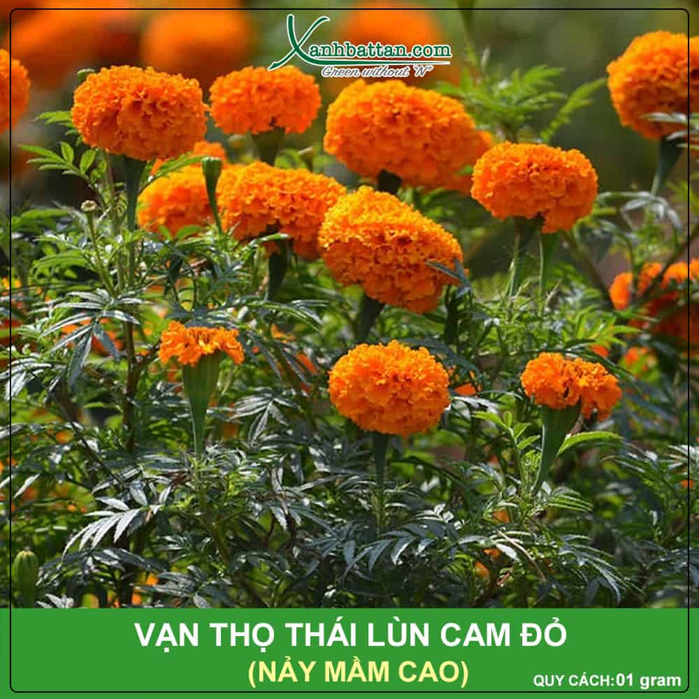 Hạt giống vạn thọ cam đỏ lùn Rồng Vàng