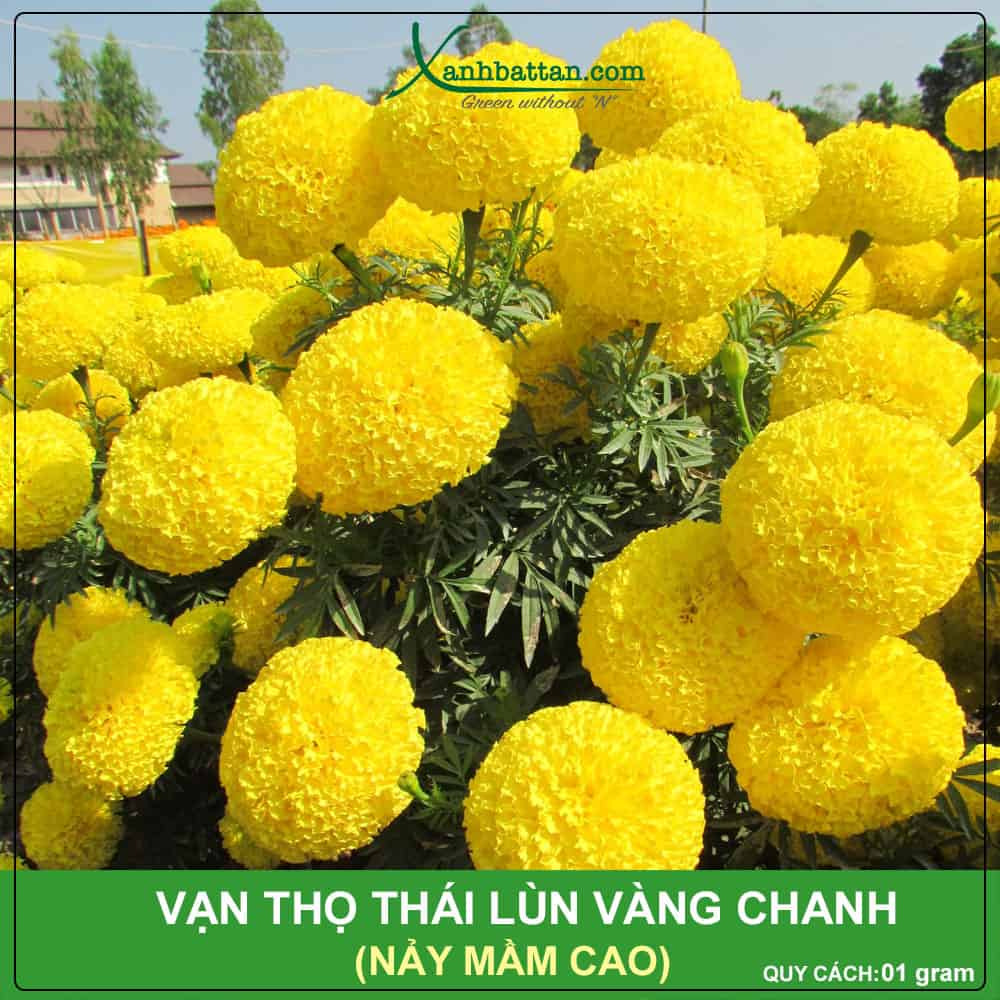 Hạt giống vạn thọ vàng chanh lùn của Rồng Vàng