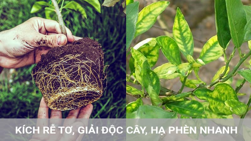 Acid Humic giải độc hữu cơ, kích rễ, hạ phèn