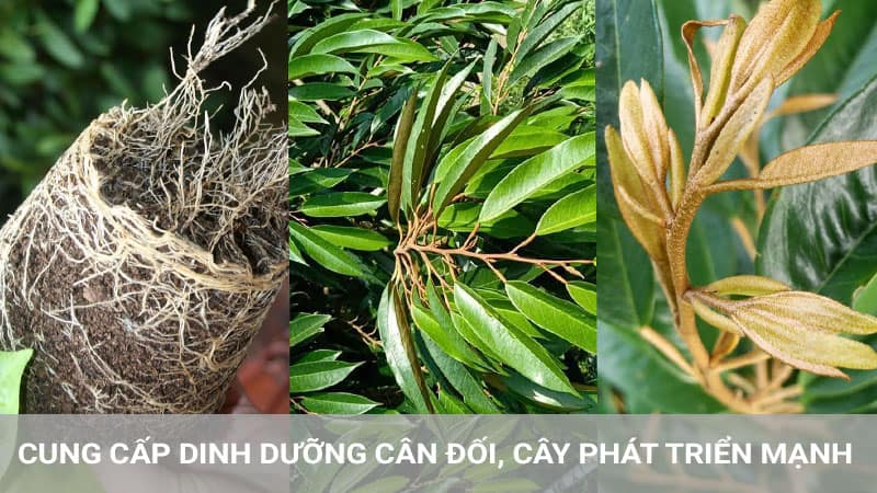 Đạm cá cung cấp dinh dưỡng cân đối giúp cây phát triển toàn diện