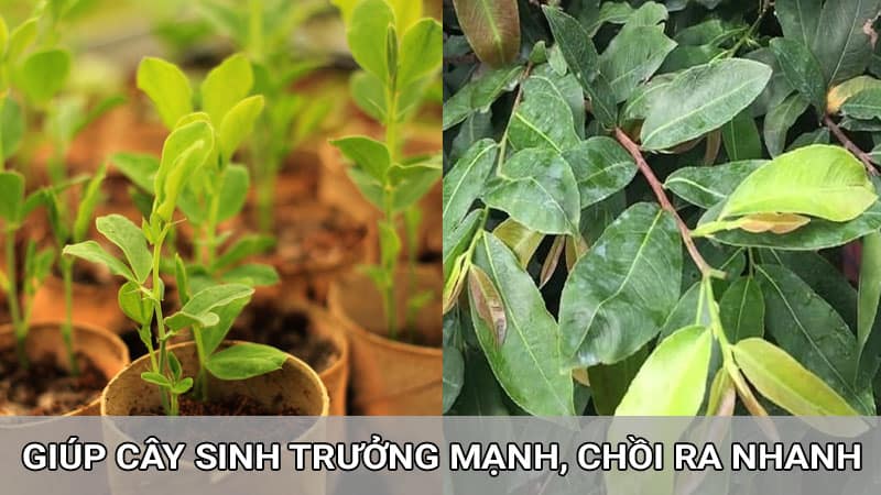 NPK 30-10-10 giúp đâm chồi, tược cực mạnh