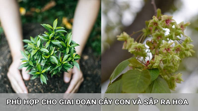 NPK 20-20-15 phù hợp mọi loại cây, giúp cây sinh trưởng nhanh và hỗ trợ tạo mầm hoa