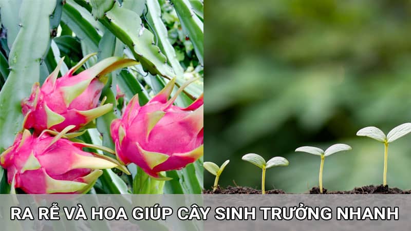 NPK 16016-8 giúp cây sinh trưởng nhanh và hỗ trợ quả bóng đẹp