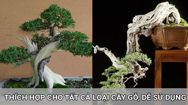 Thuốc bôi lũa cho bonsai Nhật Bản