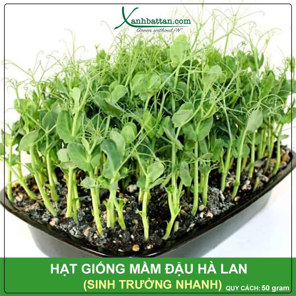 Hạt giống mầm đậu Hà Lan nảy mầm cao