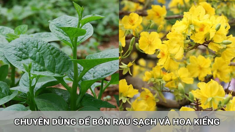 Phân bánh dầu bón rau sạch và hoa kiểng