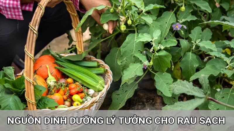 Phân bón hữu cơ vi sinh dùng cho rau sạch tại nhà