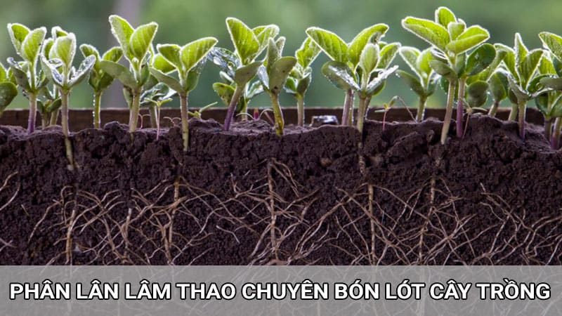 Phân lân lâm thao chuyên dùng bón lót kích rễ cho cây trồng