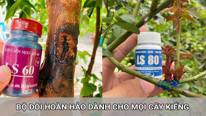 LS60 kéo sẹo nhanh, LS80 kích chồi như ý