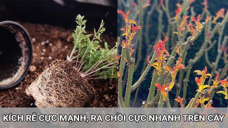 Kích rễ, bung chồi nhanh chóng, hiệu quả