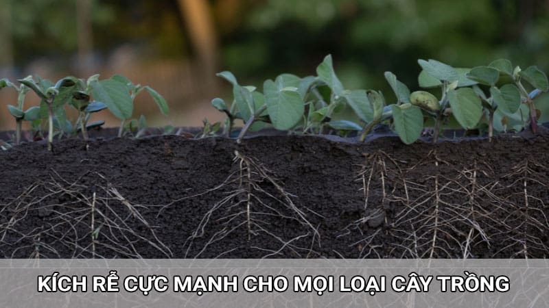 Kích rễ cực mạnh cho mọi loại cây trồng