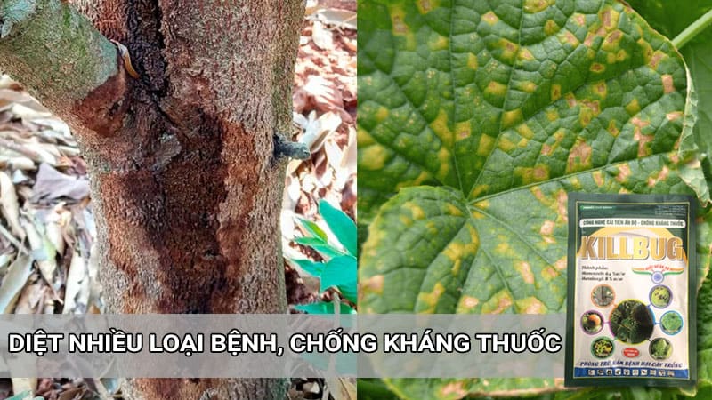 Manconzeb xanh diệt trừ nhiều loại nấm bệnh, không kháng thuốc