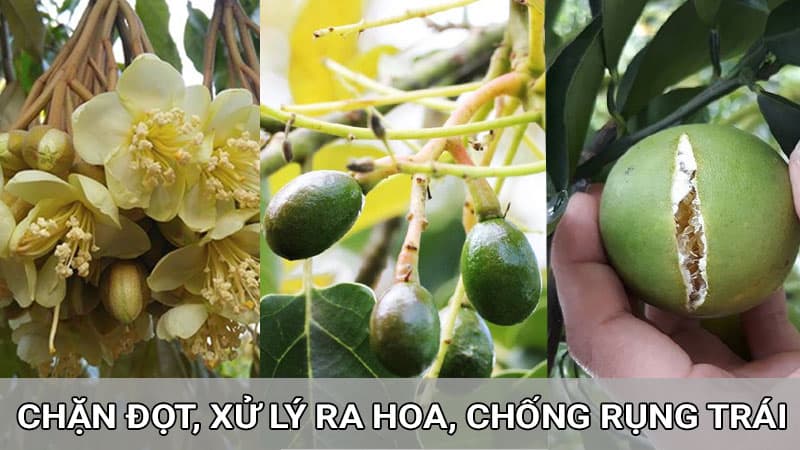 xử lý ra hoa, chặn đọt non, chống nứt trái