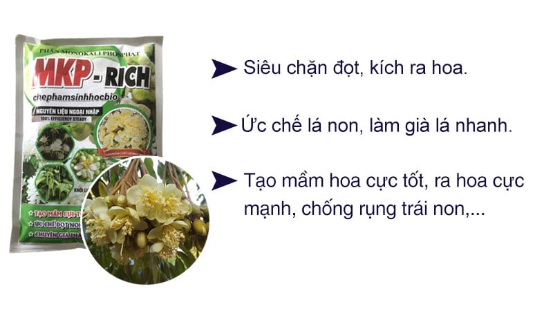 Chặn đọt non, kích mầm hoa cực mạnh