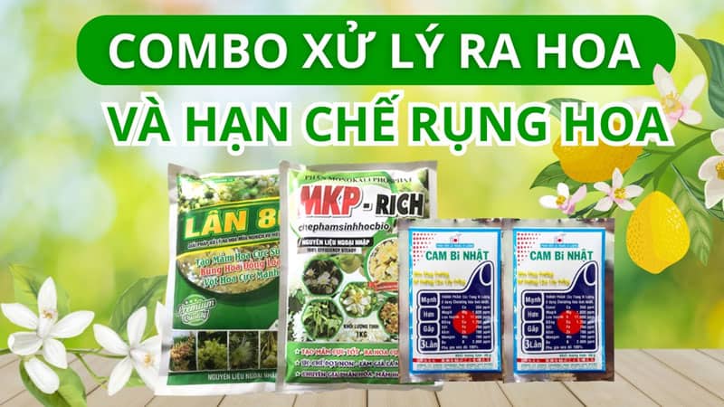 Combo xử lý ra hoa và hạn chế rụng hoa