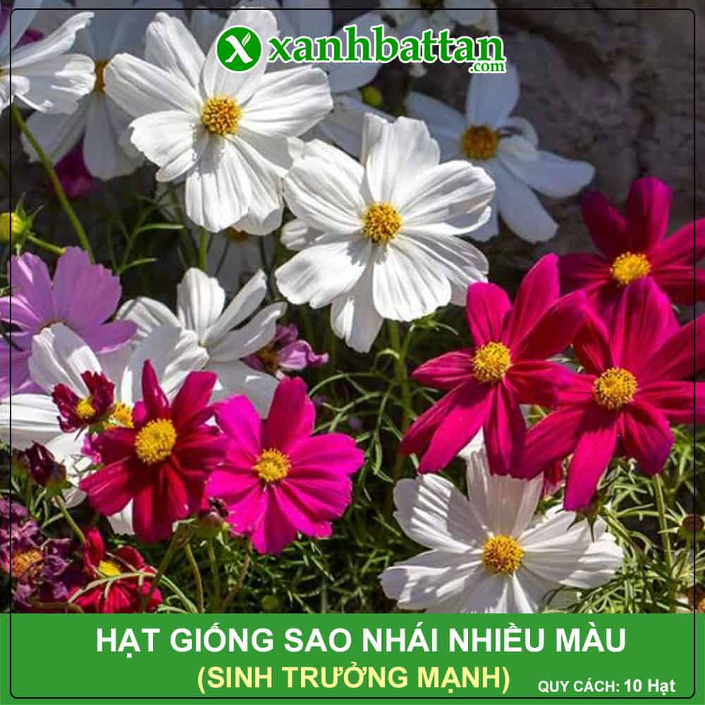 Hạt giống hoa sao nhái nhiều màu