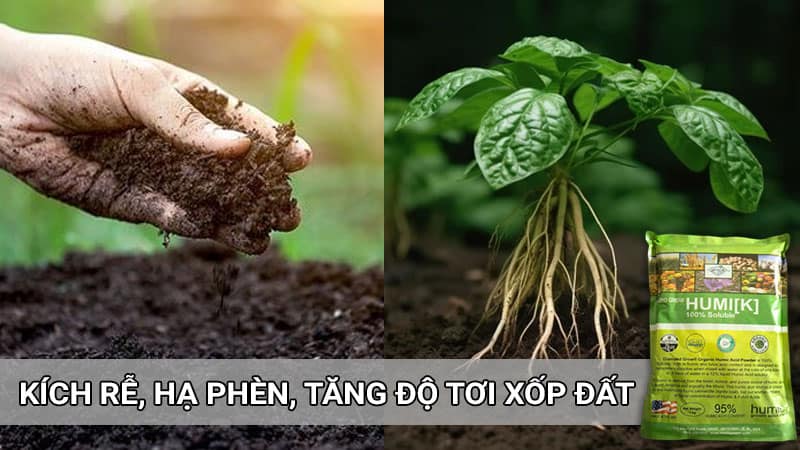 Acid humic giúp đất tơi xốp. cây hấp thu dinh dưỡng tốt nhất