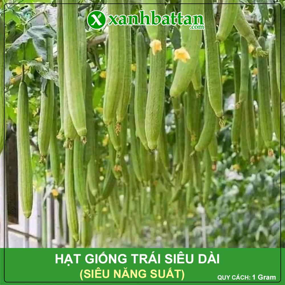 Hạt giống mướp hương trái dài