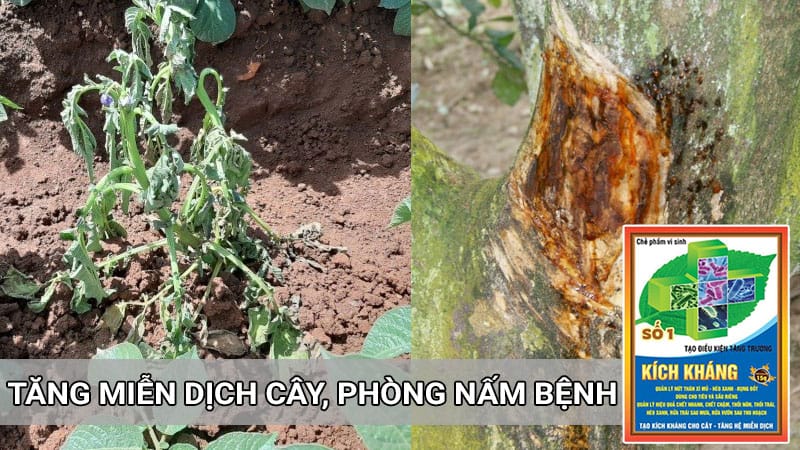 Tăng khả năng kích kháng, tạo miễn dịch cây trồng