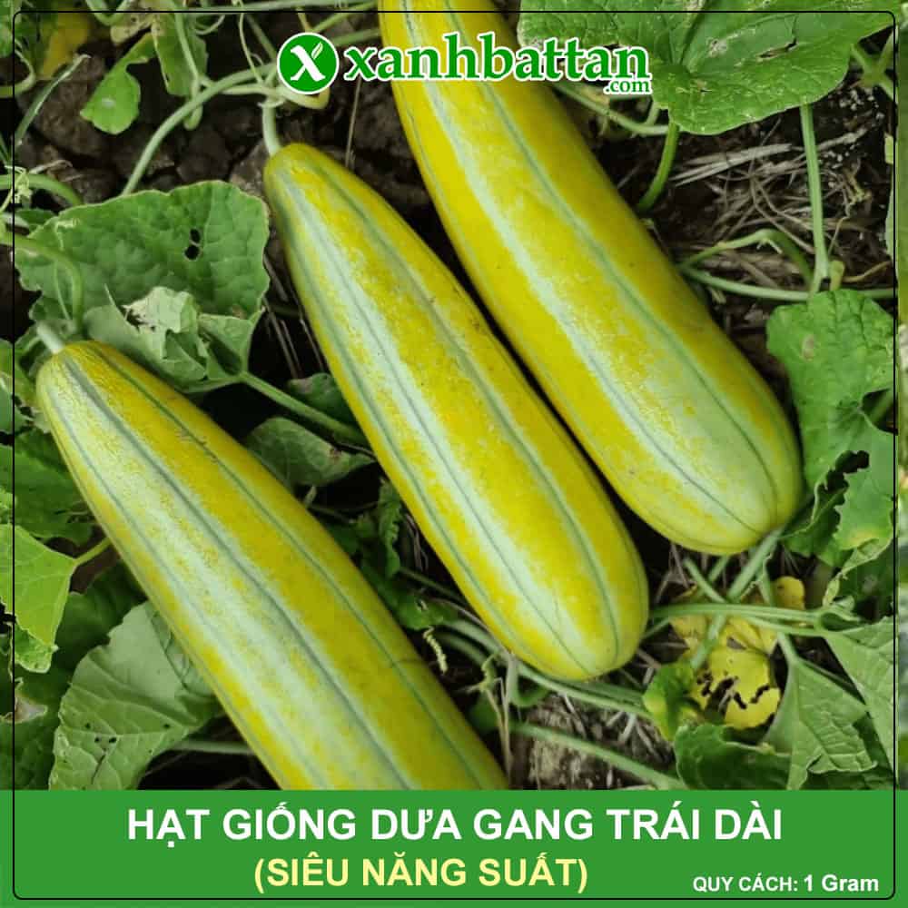 Hạt giống dưa gang trái dài siêu năng suất