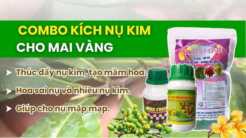 combo kích nụ kim mai vàng