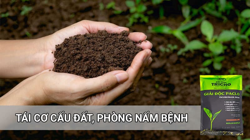 Giải độc paclo cải tạo đất, phòng nấm rễ hiệu quả