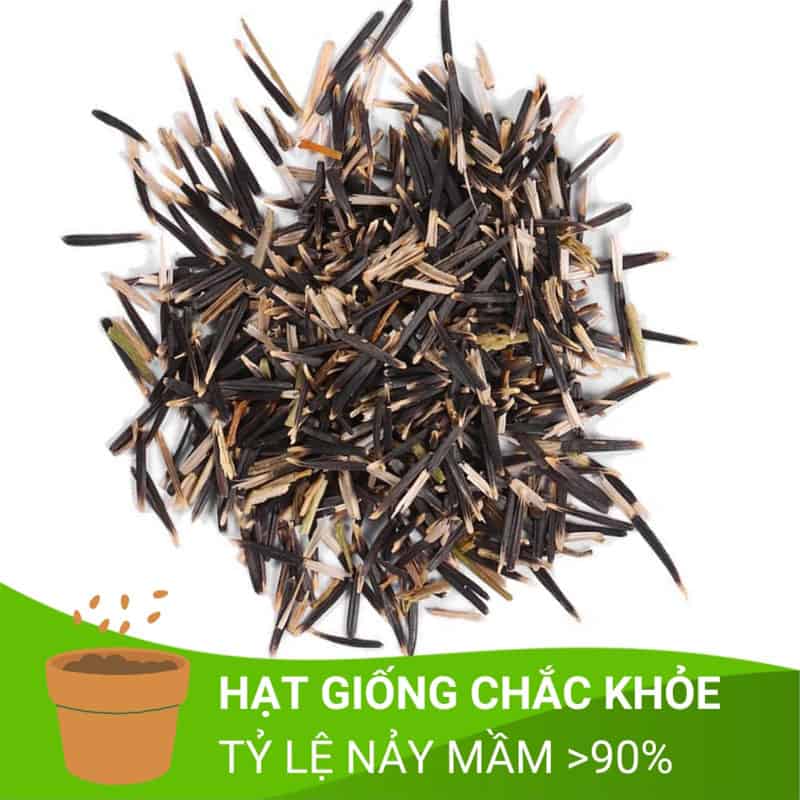 Hạt giống vạn thọ Mỹ vàng chanh cao lỡ