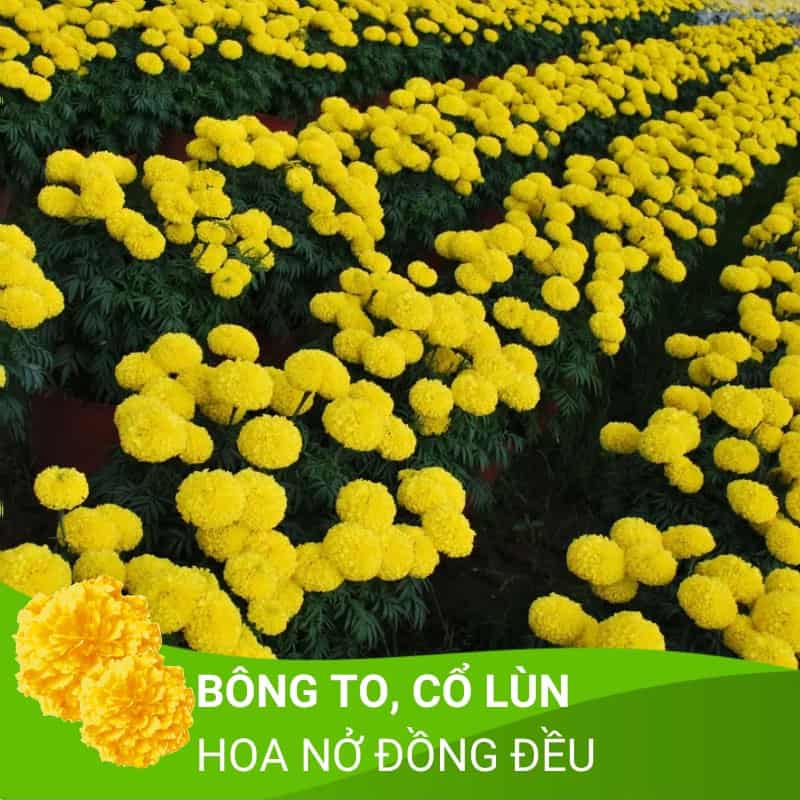 Hạt giống vạn thọ cao lỡ màu vàng chanh Rồng Vàng