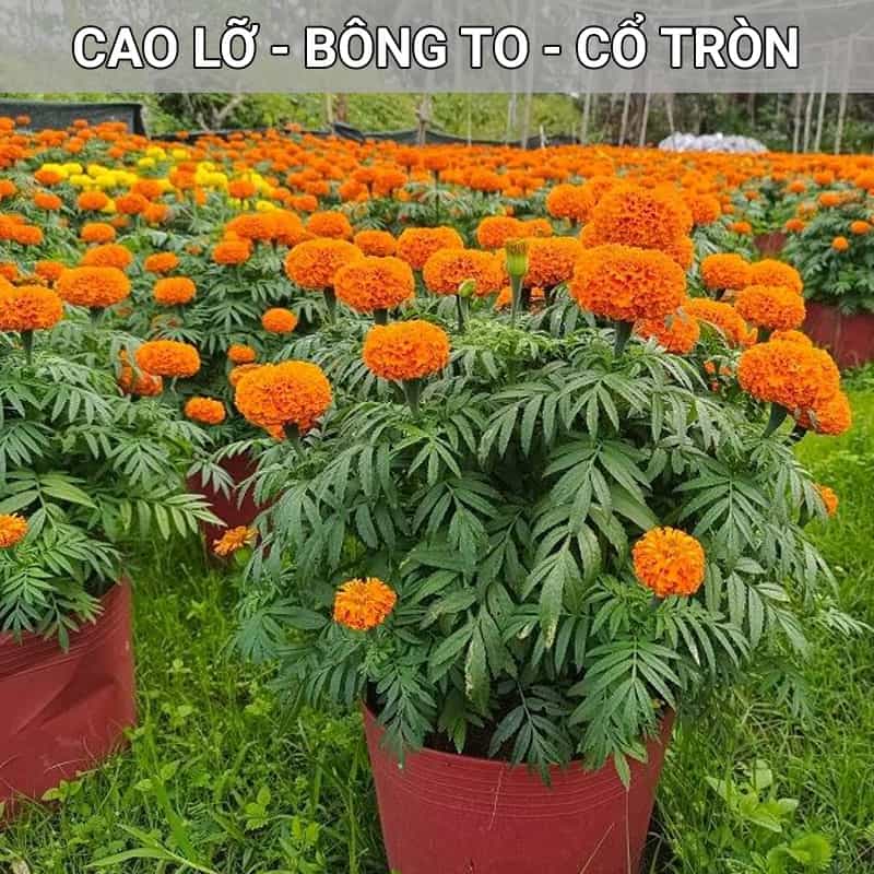 Hạt giống vạn thọ trồng tết màu cam đỏ Rồng Vàng - King B3