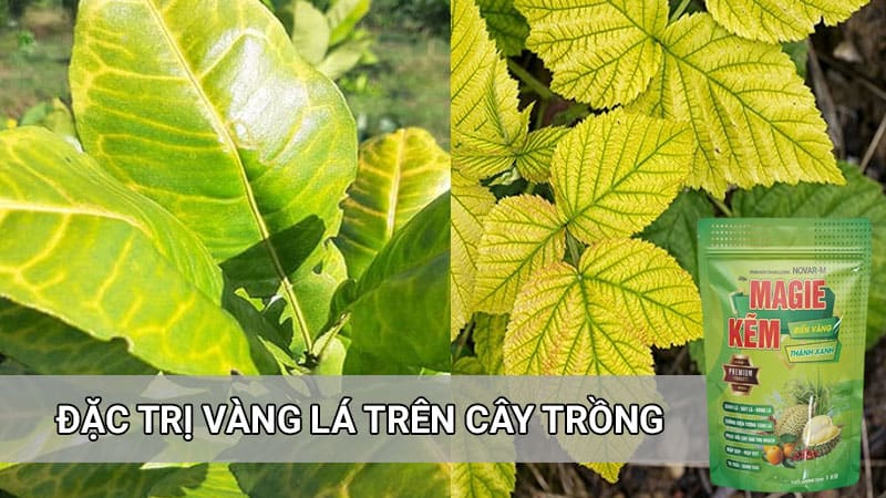 magie kẽm chuyên đặc trị vàng lá trên cây trồng