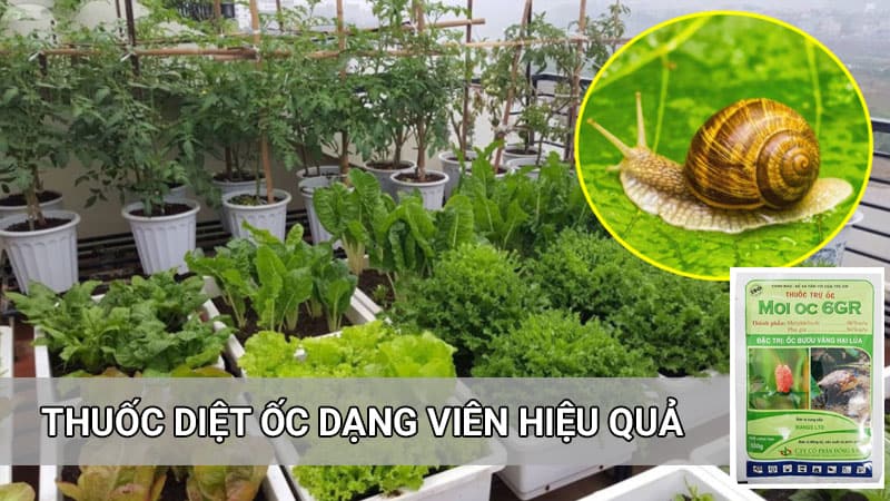 bả trừ ốc Moi Oc 6gr