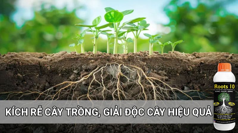 thuốc kích rễ cực mạnh root 10