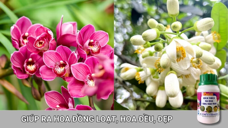 npk 6-32-32 kích thích ra hoa, dưỡng hoa đẹp