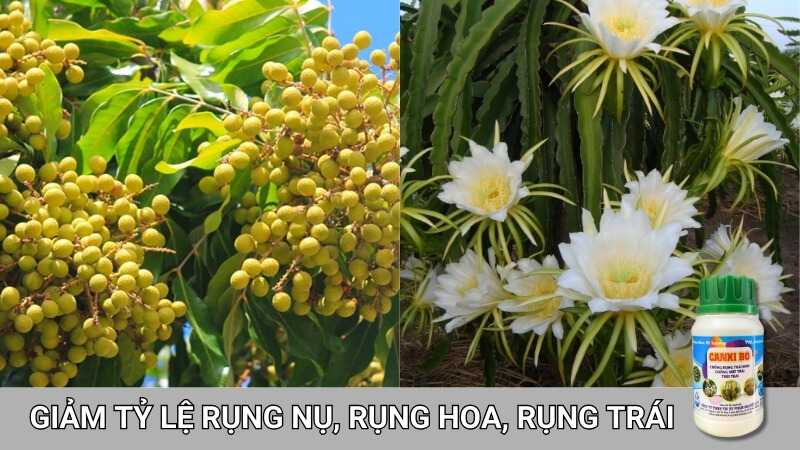 canxi bo chống rụng hoa, rụng trái, tăng đậu hoa, chống nứt trái