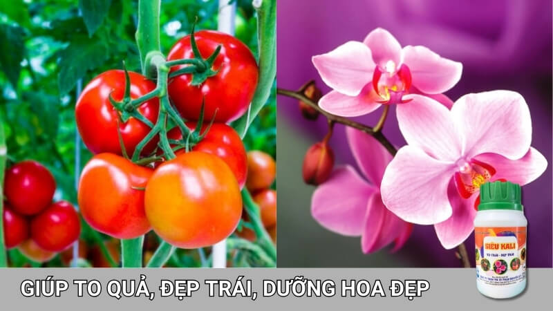 phân bón siêu kali dưỡng hoa,dưỡng trái, chống thối trái