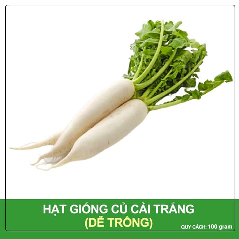 Hạt giống củ cải trắng gói 100 gram