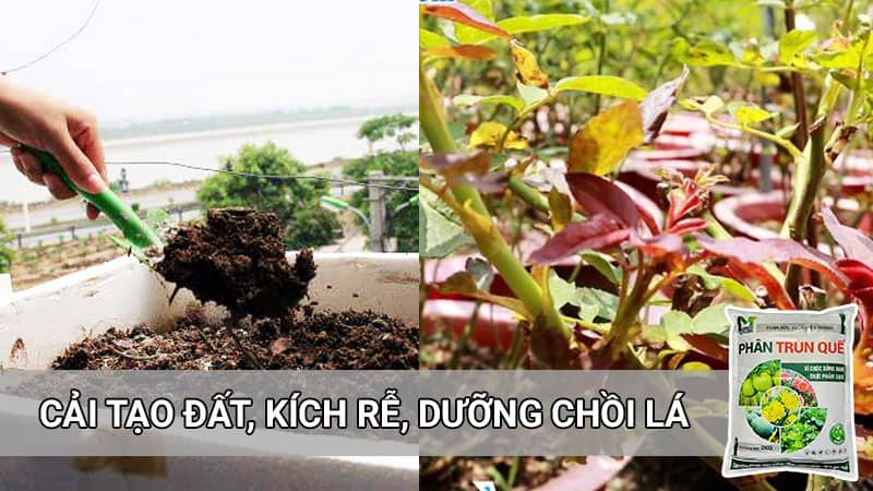 Phân trùn quế cải tạo đất, kích rễ, kích chồi cây trồng