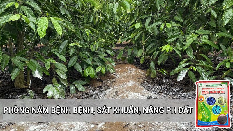 Tinh vôi phòng nấm bệnh cây trồng