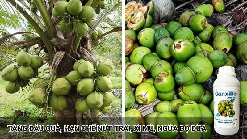 phân bón canxi bo chống rụng quả, tăng đậu trái