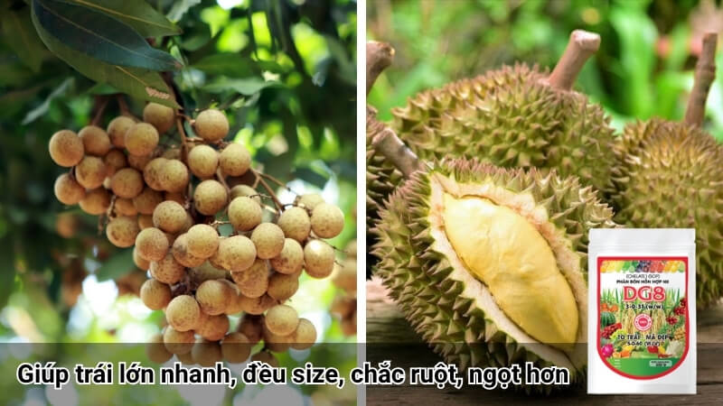 NPK 5-0-60 giúp quả ngọt, trái đều size