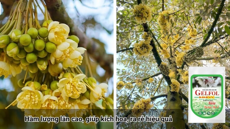 NPK 16-69-16 có lân cao, giúp cây mau ra hoa đậu quả nhanh chóng