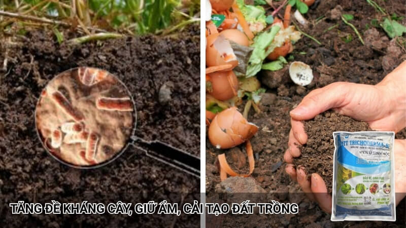 trichoderma tott tăng cường đề kháng cây, cải tạo đất trồng hiệu quả