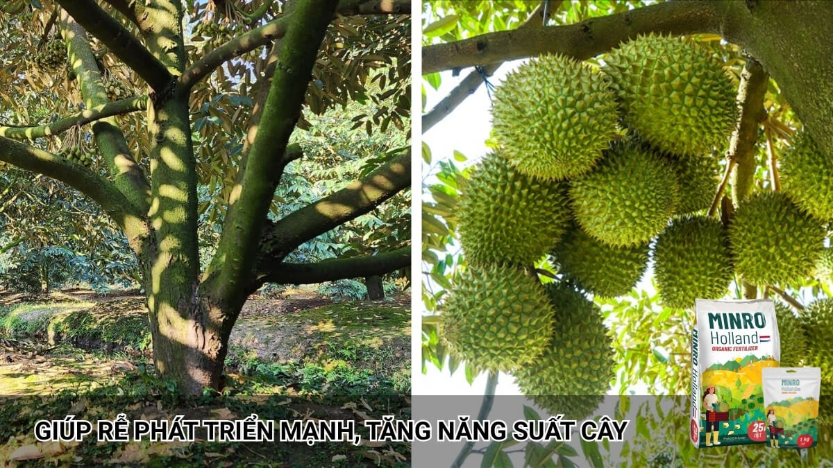 phân hà lan minro giúp cải tạo đất trồng, cây sinh trưởng phát triển mạnh mẽ