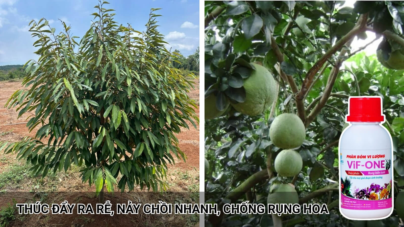 phân bón ring biển vif one giúp cây phát triển toàn diện