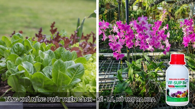 vif sup bo giúp dưỡng lá, dưỡng hoa