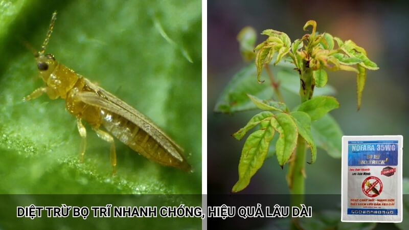 diệt trừ bọ trĩ nhanh, hiệu lực kéo dài